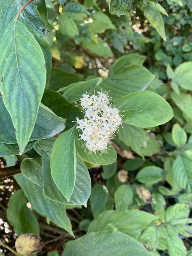 Cornus torreyi, photograph 5