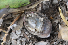 Megalobulimus oblongus