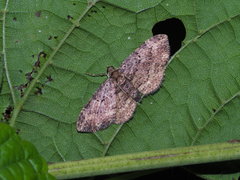 Echthrocollix minuta