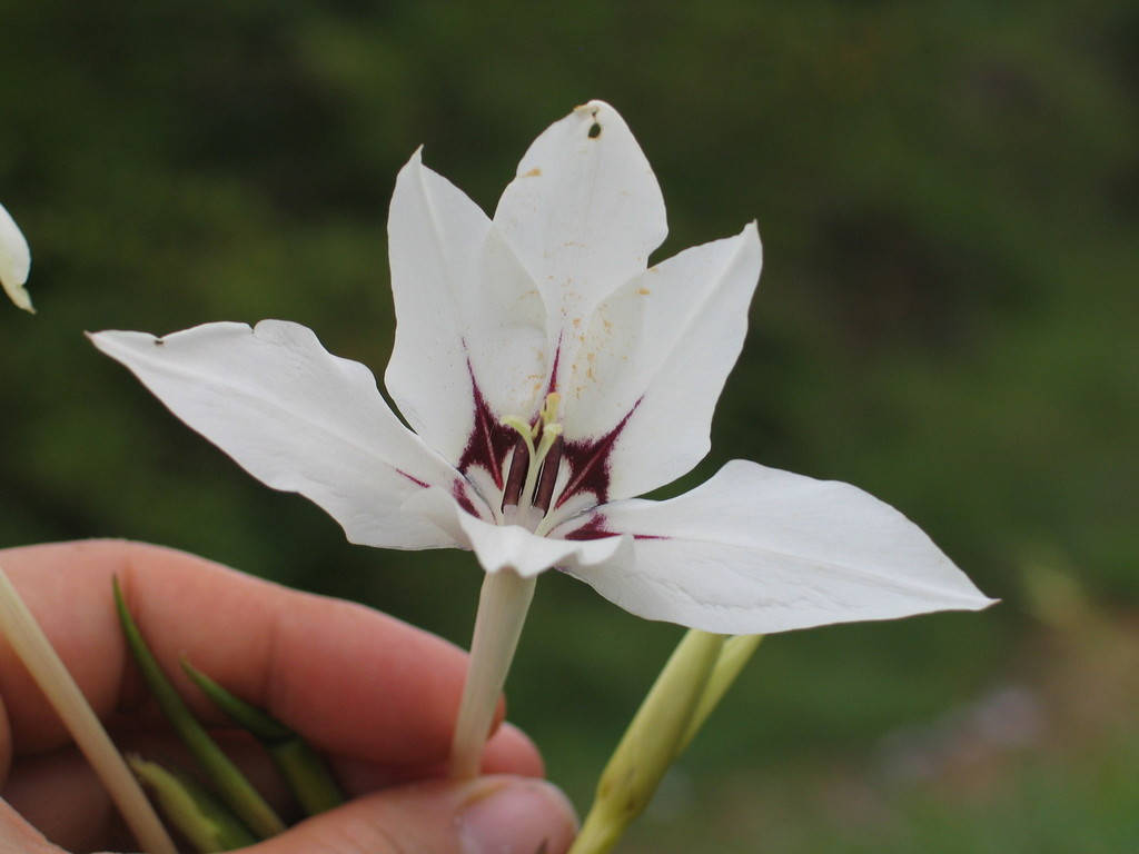 Acidanthera