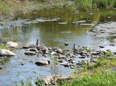 Columba livia domestica