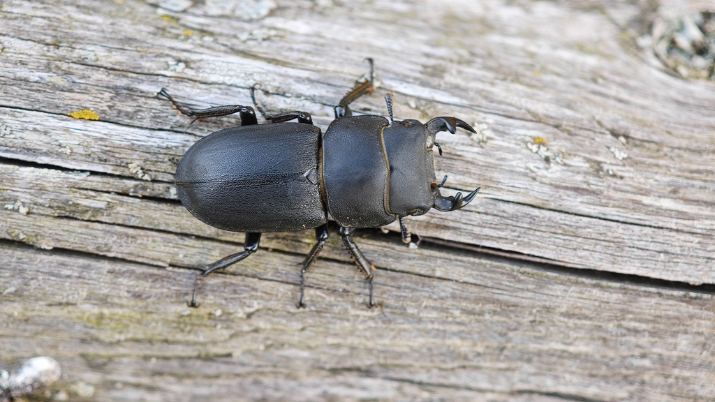 Stag Beetles