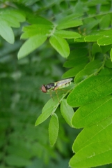 Odontomyia cincta