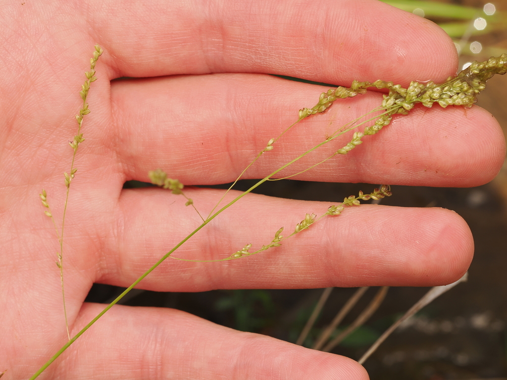 Steinchisma hians; photograph (c) Joseph Aubert, some rights reserved (CC BY)