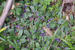 Ajuga decumbens