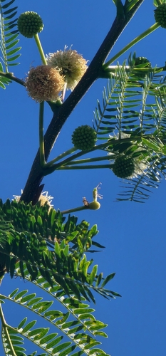 Leucaena diversifolia observed 2026-08-01