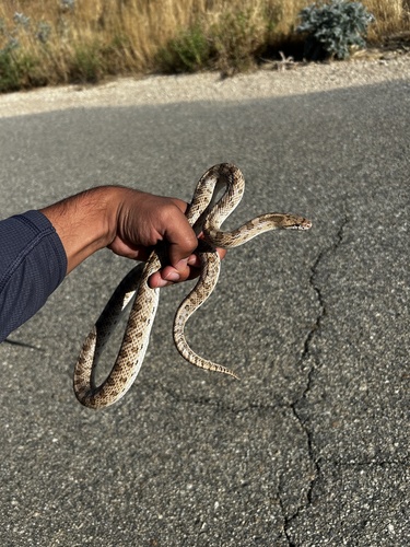 Western Glossy Snake
