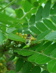Odontomyia cincta