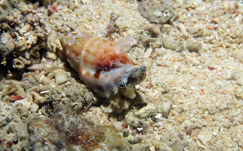Tridentarius dentatus observed 2026-07-17