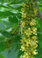 Odontomyia cincta
