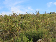 Erica glandulosa, photograph (c) Christiaan Viljoen, some rights reserved (CC BY)