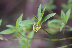 Lindera umbellata