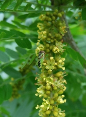 Odontomyia cincta