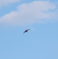 Hirundo rustica