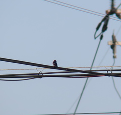 Hirundo rustica