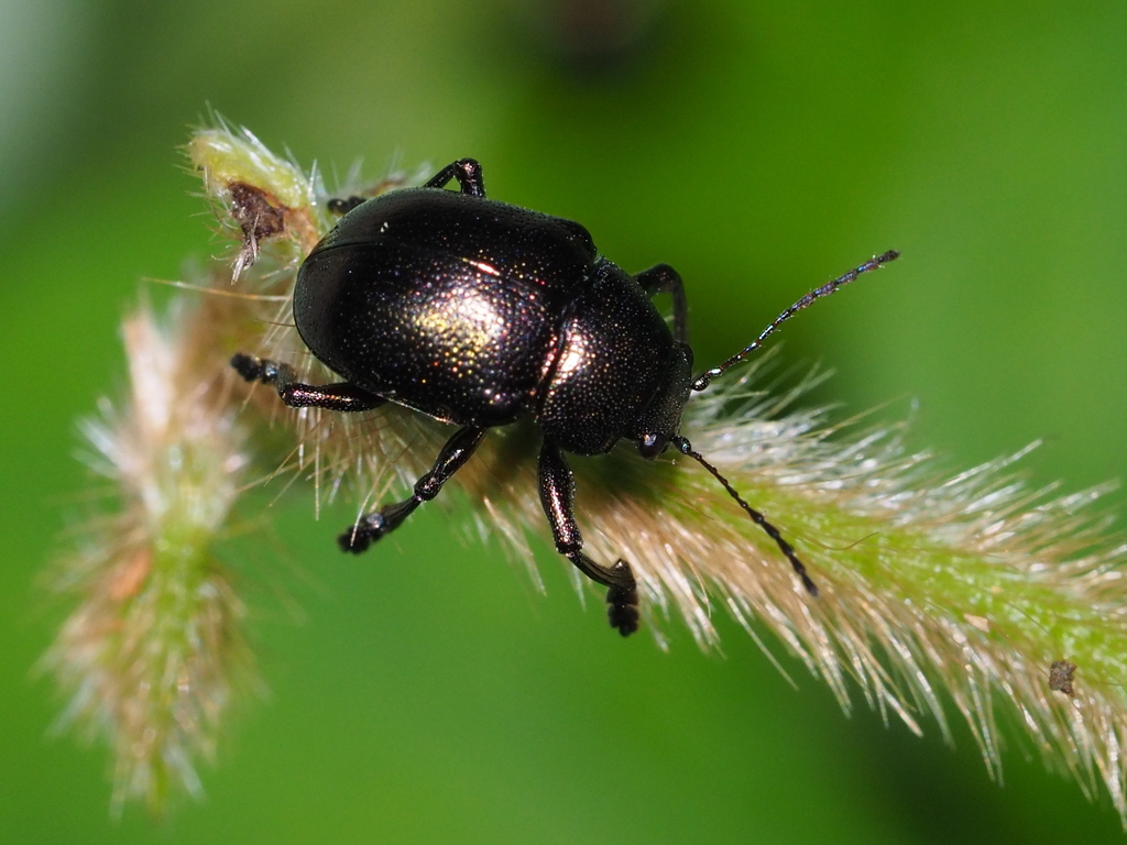Colasposoma viridicoeruleum