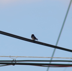 Hirundo rustica