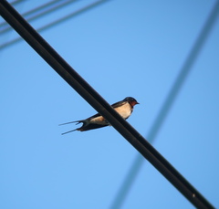 Hirundo rustica