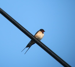 Hirundo rustica
