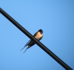 Hirundo rustica