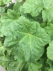 Alcea rosea