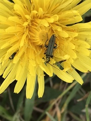 Oedemera lurida