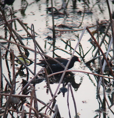 Gallinula chloropus