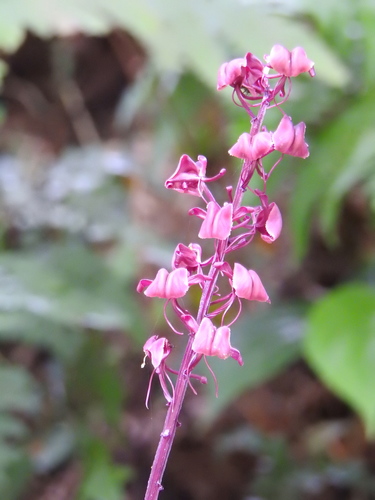 Image of Liparis gigantea by (c) 黃美滿, some rights reserved (CC BY)
