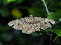Racotis boarmiaria