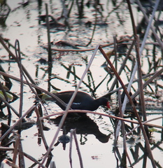 Gallinula chloropus