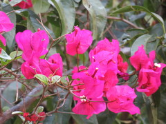 Bougainvillea