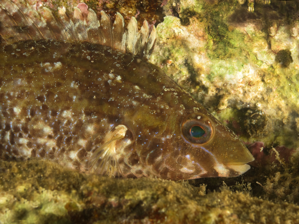 Grey wrasse (Symphodus cinereus) — Labridae