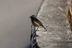 Tarsiger johnstoniae