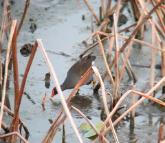 Gallinula chloropus