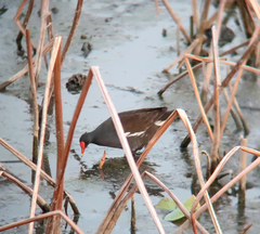 Gallinula chloropus