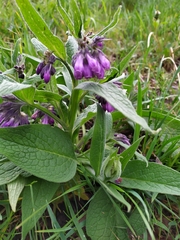 Symphytum officinale