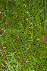 Carex lepidocarpa