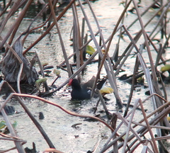 Gallinula chloropus