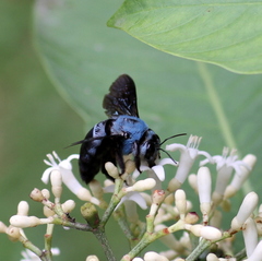 Xylocopa caerulea