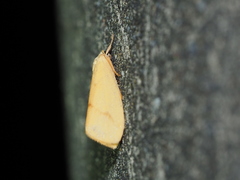 Notata parva
