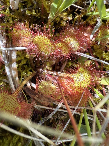iNaturalist observation photo of round-leaved sundew