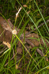 Carex lepidocarpa