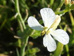 Raphanus raphanistrum raphanistrum