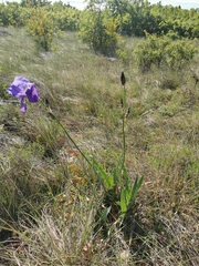 Iris pallida illyrica