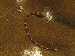 Corythoichthys amplexus