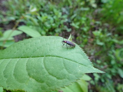 Schizotus cervicalis