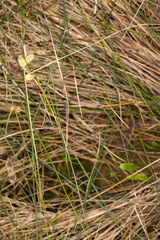 Carex extensa