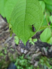 Schizotus cervicalis