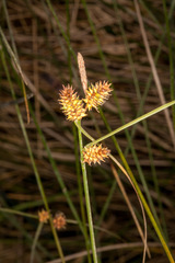 Carex extensa