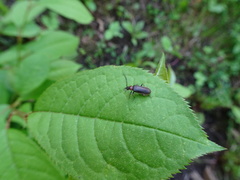 Schizotus cervicalis